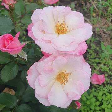 Еппл Блоссом (Apple Blossom)