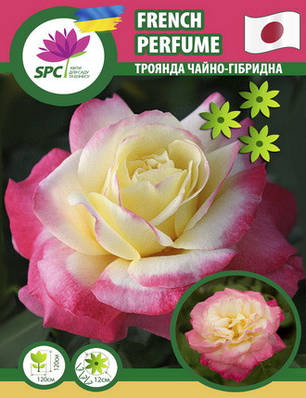 Троянда чайно-гібридна French Perfume (японска селекція), фото 1