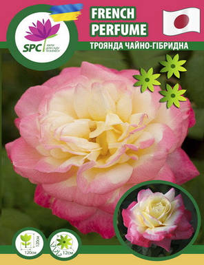 Троянда чайно-гібридна French Perfume (японска селекція), фото 3
