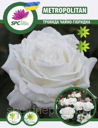 Троянда чайно-гібридна Metropolitan
