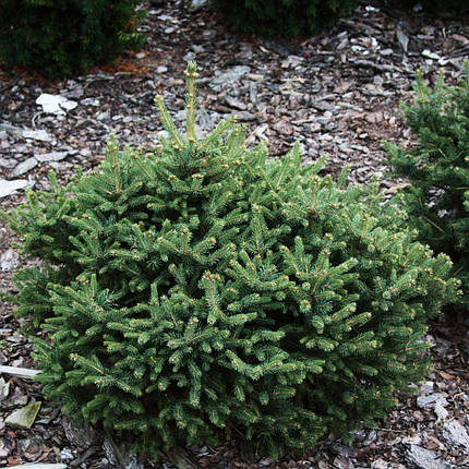 Ялина біла Ксавері / С3 / h 15-25 / Picea glauca Xawery, фото 2