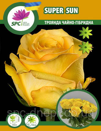 Троянда чайно-гібридна Super Sun, фото 1