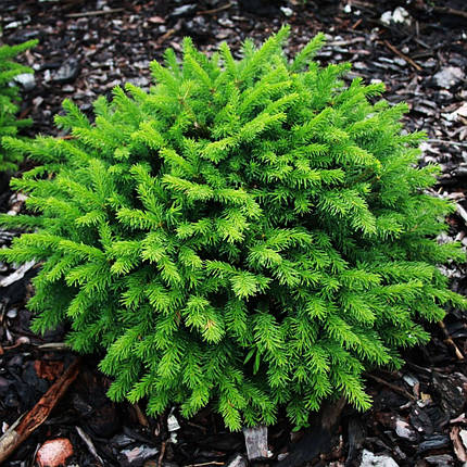 Ялина Пуміла Глаука / Р16 / h 20-30 / Picea abies Pumila Glauca, фото 2