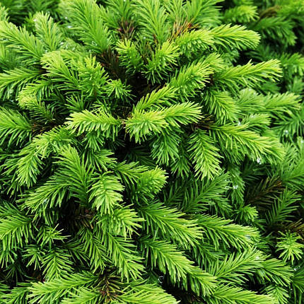 Ялина Пуміла Глаука / Р16 / h 20-30 / Picea abies Pumila Glauca, фото 2