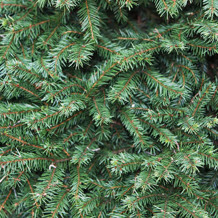 Ялина Пуміла Глаука / Р16 / h 20-30 / Picea abies Pumila Glauca, фото 2