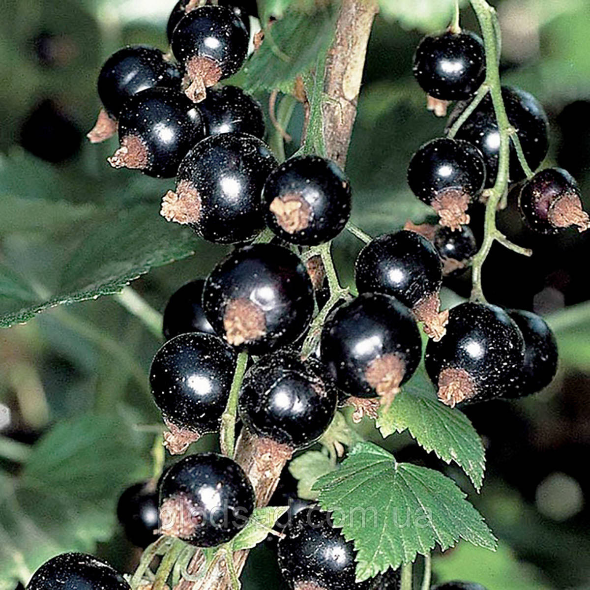 Смородина чорна Бен Ломонд