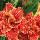 Лілейник Paprika Flame, фото 5