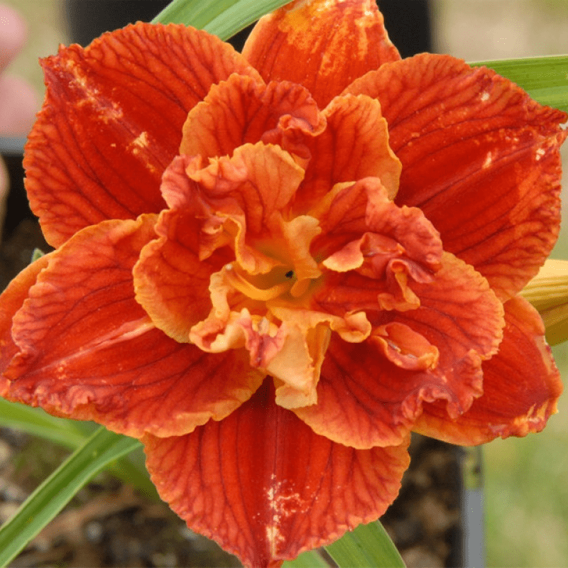 Лілейник Paprika Flame, фото 1
