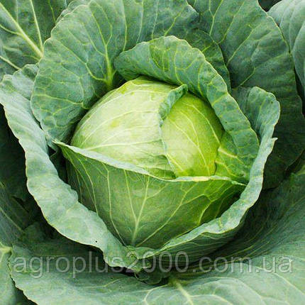 Насіння Капуста білокачанна рання Етма F1 поштучно 20 насінин Rijk Zvaan, фото 2