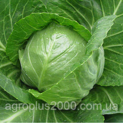 Насіння Капуста білокачанна рання Етма F1 поштучно 20 насінин Rijk Zvaan, фото 1