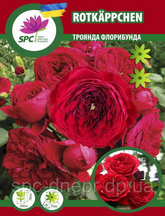 Троянда флорибунда Rotkäppchen (Червона Шапка)
