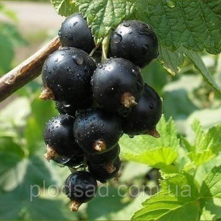 Смородина чорна Бен Гарен