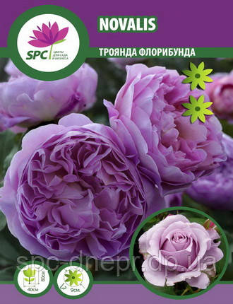Троянда флорибунда Novalis, фото 1