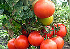 Томат Монгольський карлик Геліос 25 шт, фото 2