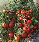 Томат Монгольський карлик Геліос 25 шт, фото 3