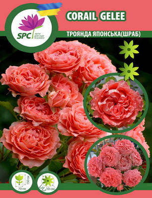 Троянда романтична-шраб Corail Gelee (японська селекція), фото 1