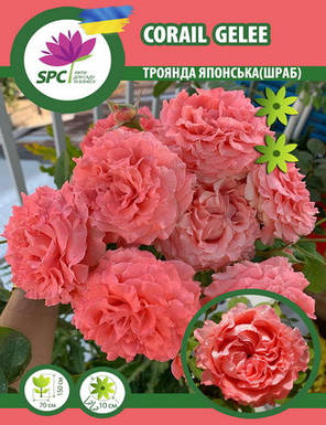 Троянда романтична-шраб Corail Gelee (японська селекція), фото 3