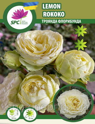 Троянда флорибунда Lemon Rokoko