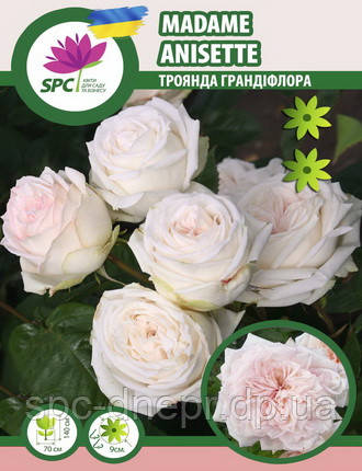 Троянда грандіфлора Madame Anisette, фото 1