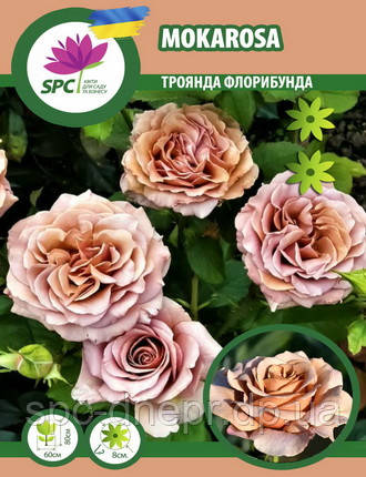 Троянда флорибунда Mokarosa