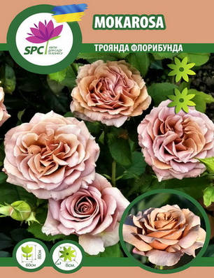 Троянда флорибунда Mokarosa, фото 1