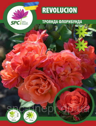 Троянда флорибунда Revolucion, фото 1