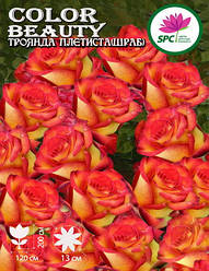 Троянда в'юнка(шраб) Color Beauty(Peacock Eye)