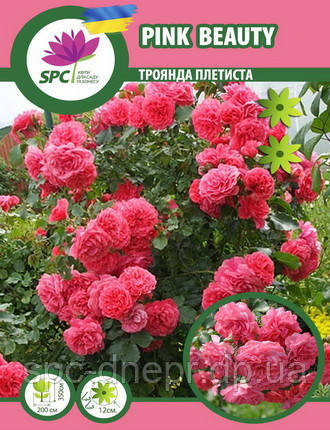 Троянда в'юнка Pink Beauty(Rosarium Uetersen)