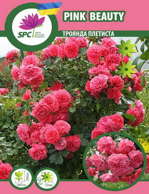 Троянда в'юнка Pink Beauty(Rosarium Uetersen), фото 1