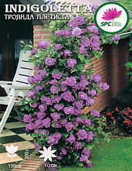 Троянда в'юнка Indigoletta