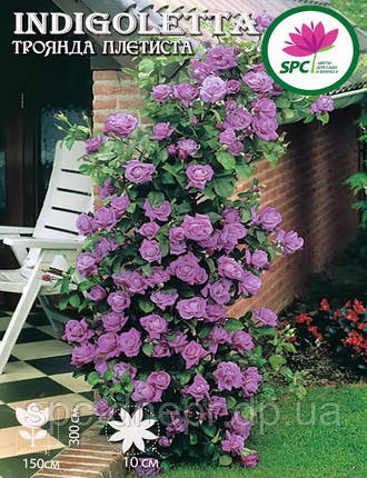 Роза плетистая Indigoletta (ID#653460267), цена: 85 ₴, купить на Prom.ua
