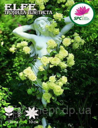 Троянда в'юнка Elfe