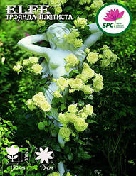 Троянда в'юнка Elfe