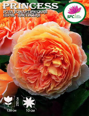 Троянда в'юнка(шраб) Crown Princess Margareta, фото 4