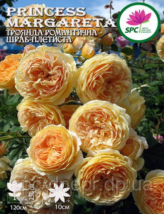 Троянда в'юнка(шраб) Crown Princess Margareta