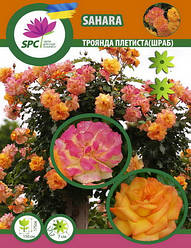 Троянда в'юнка(шраб) Sahara