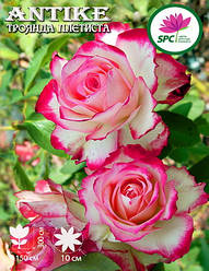 Троянда в'юнка Antike