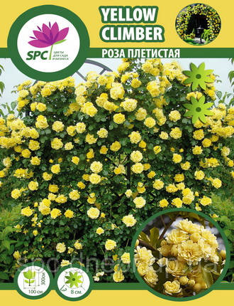 Троянда в'юнка Yellow Climber