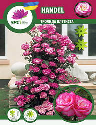 Троянда в'юнка Handel