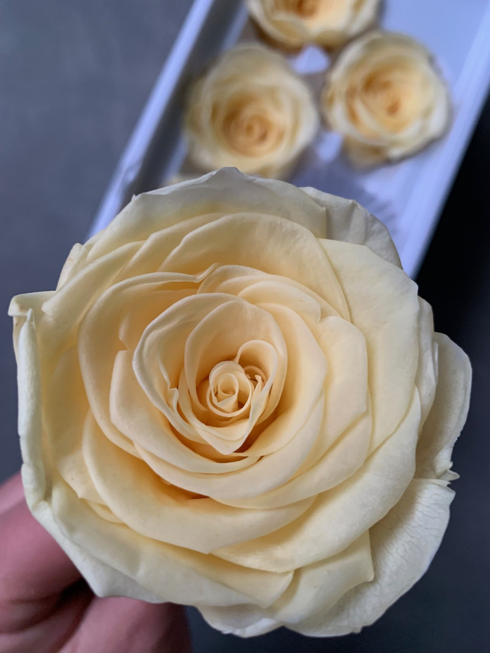 Роза жовта 5 см