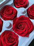 Роза червона 5 см, фото 2