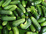 Огірок Здоровенькі були F1 /партенокарпік/ 10шт, фото 2