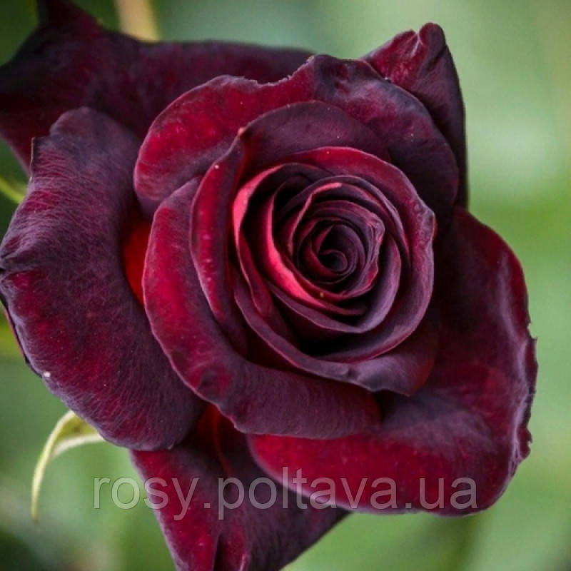 Блек Бьюті (Black Beauty) Чорна Красуня, фото 1