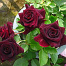 Блек Бьюті (Black Beauty) Чорна Красуня, фото 3