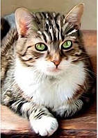 Алмазна вишивка. Картина на підрамнику Мирне життя, розмір 20х30 см