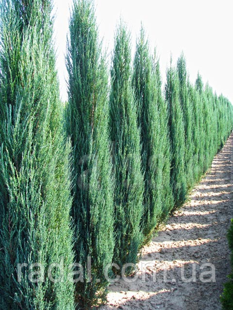 Можівник скальний Блю Ерроу Р9 (Juniperus scopulorum Blue Arrow)