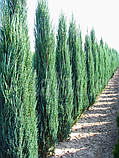 Ялівець скельний Блю Еров в касеті 260 шт, висота 10-14 см (Juniperus scopulorum Blue Arrow), фото 3