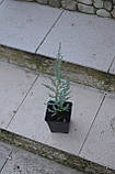 Можівник скальний Блю Ерроу Р9 (Juniperus scopulorum Blue Arrow), фото 8