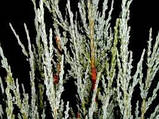 Можівник скальний Блю Ерроу Р9 (Juniperus scopulorum Blue Arrow), фото 6