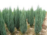 Можівник скальний Блю Ерроу Р9 (Juniperus scopulorum Blue Arrow), фото 5